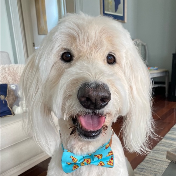 Meet your Posher, Loribeth - Picture 3 of 3